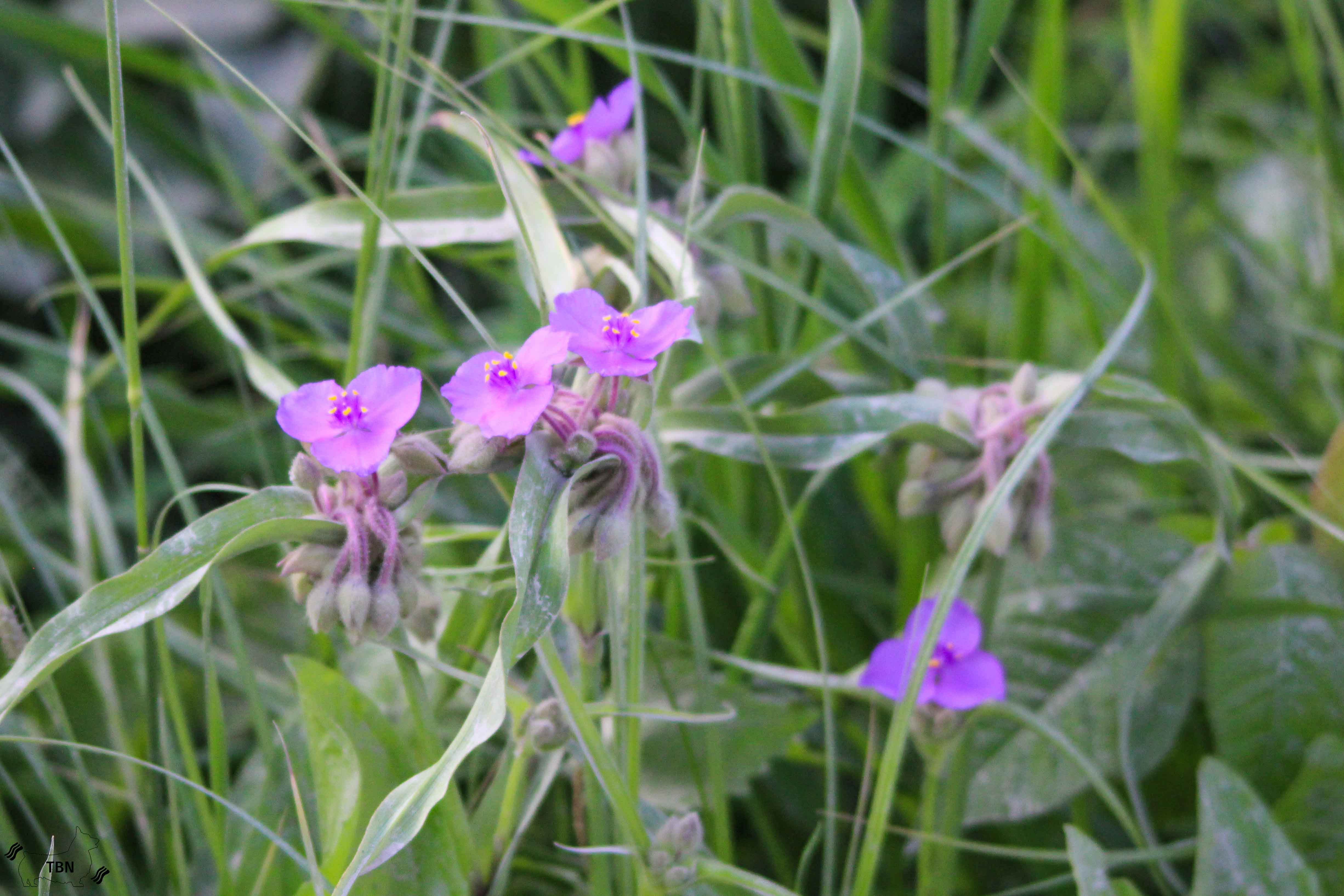 Giant Spiderwort